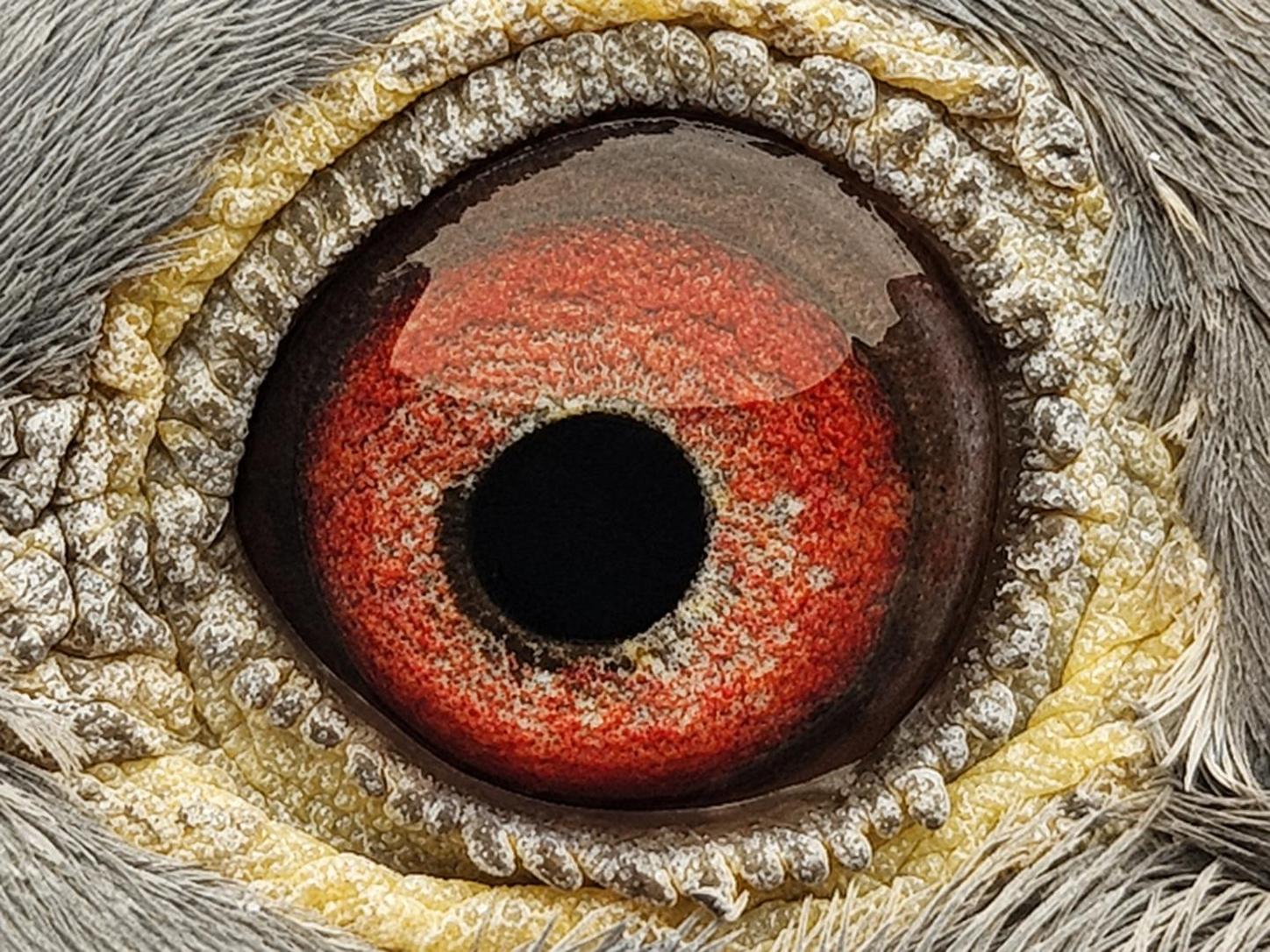 Pigeon eye